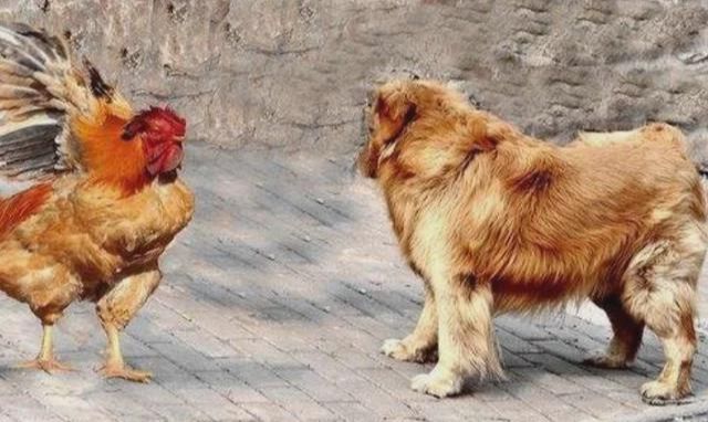 鸡和狗打完架后,主人把鸡宰了,接下来狗狗把全家人逗乐了!