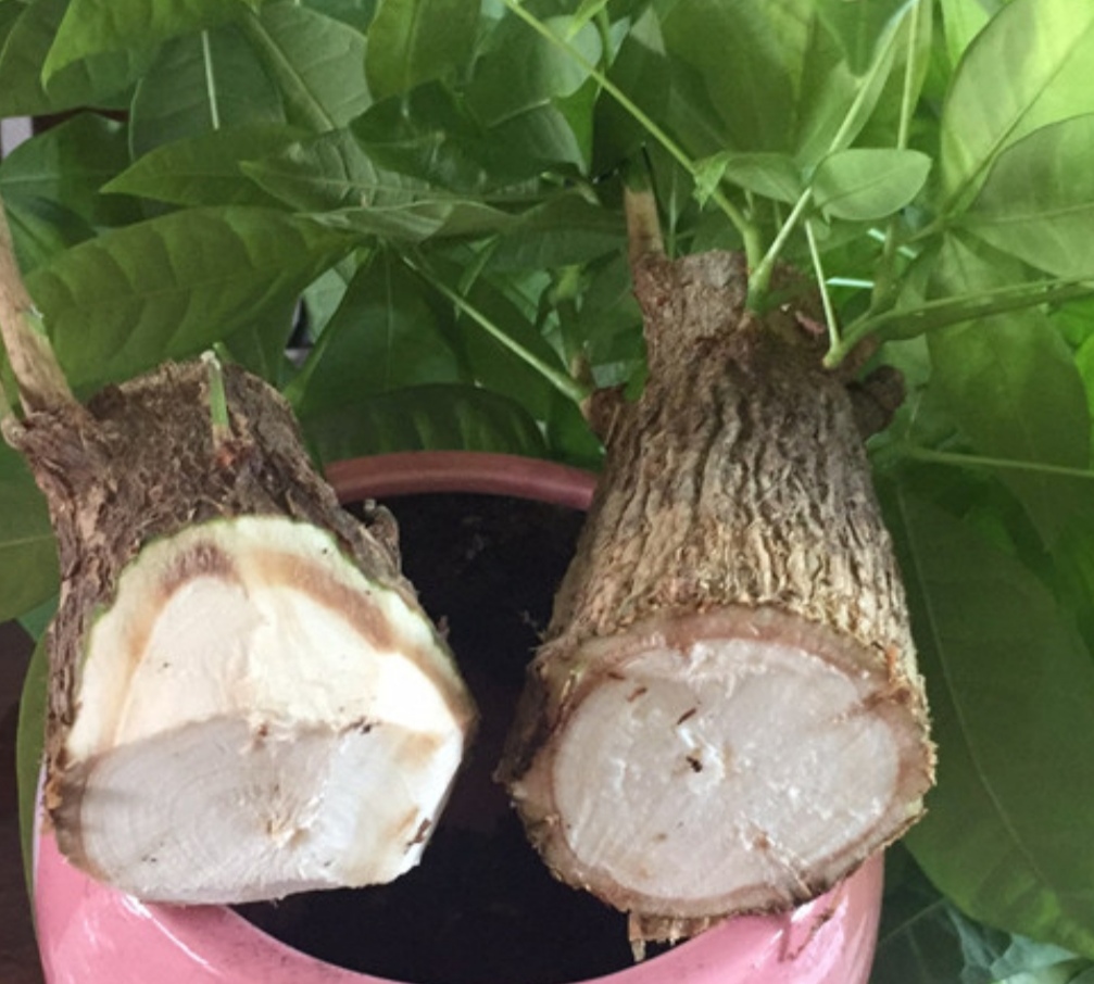 发财树烂根不要扔给它做3件事重新长出新根