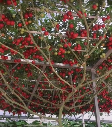 奇闻:小伙参观菜园一颗巨型番茄树,当看到树根时,小伙