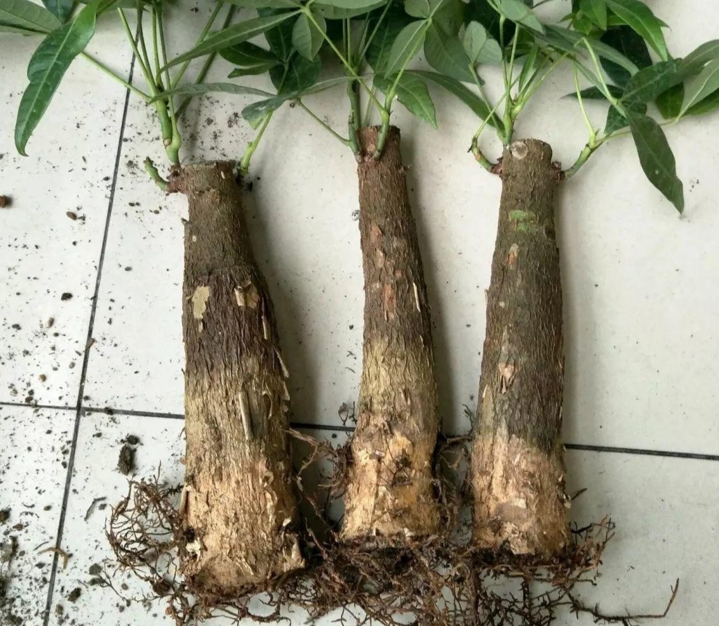 全部枝叶修剪掉也不用担心,发财树的生枝能力很强,等到新根长出以后