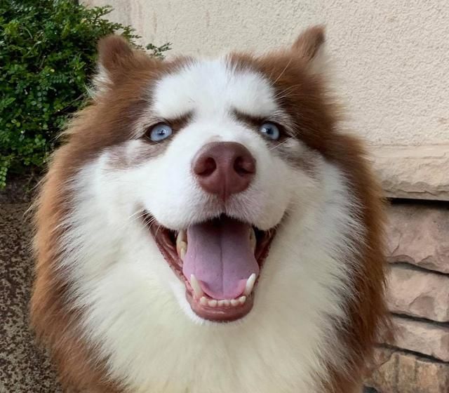 被玩坏了雪橇三傻阿拉斯加犬秒变羊驼