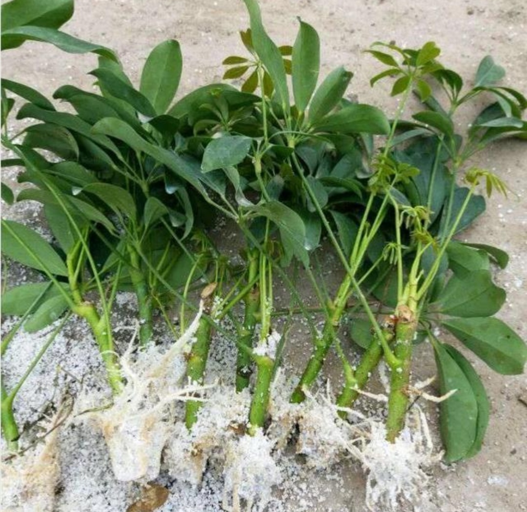 扦插鸭脚木很简单用这种方法插上就能活一盆变多盆