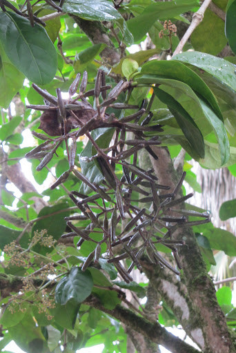 被进化带偏的物种有多可怕捕鸟树杀鸟为乐忘记传播种子