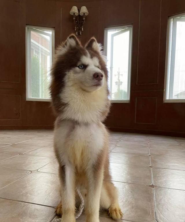 被玩坏了雪橇三傻阿拉斯加犬秒变羊驼