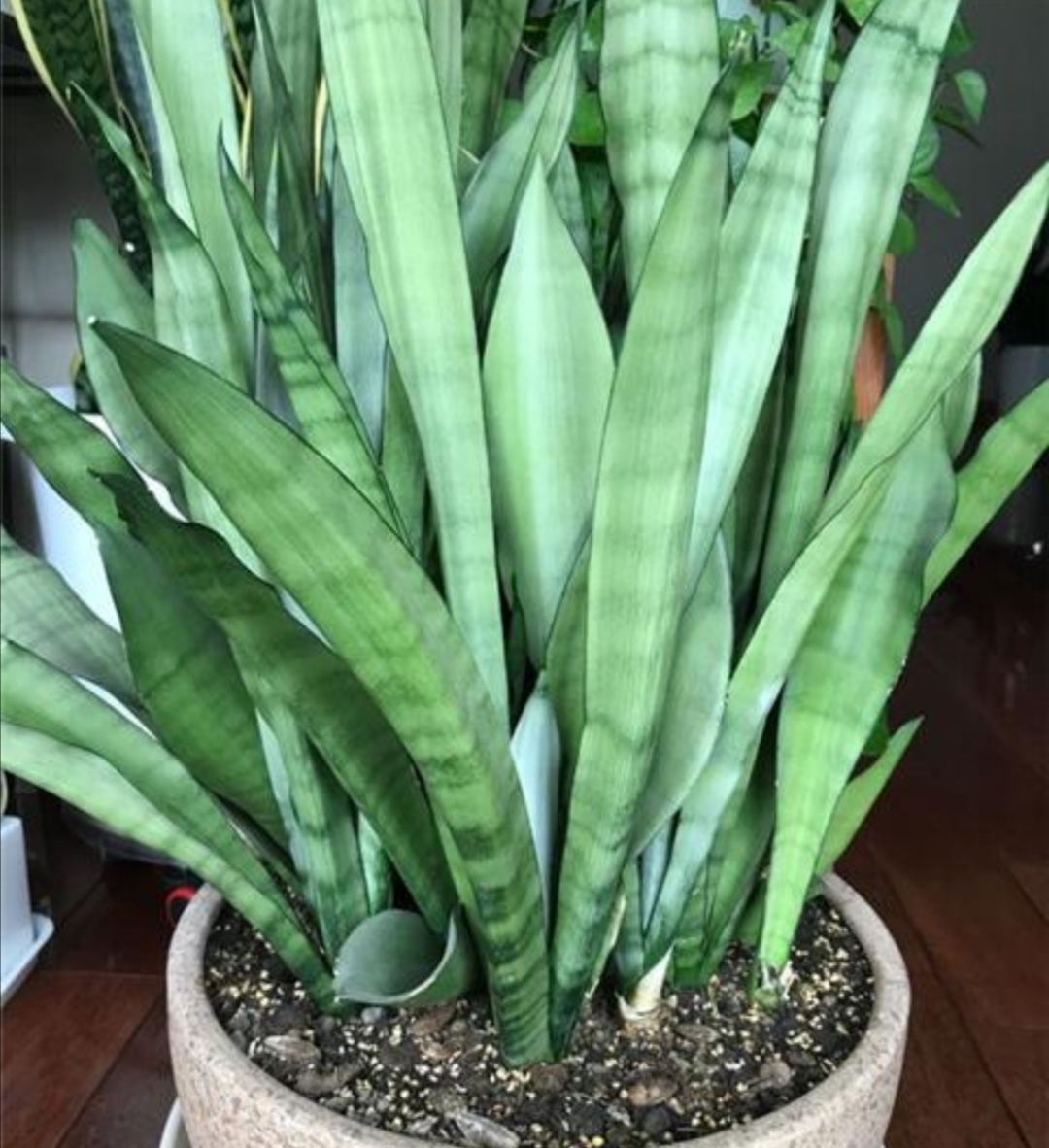 春天养虎皮兰花盆里埋1种肥植株长得旺大量冒新芽