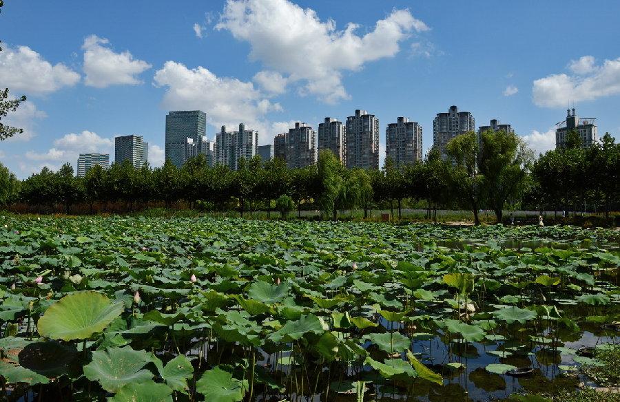 上海内环最大生态公园浦东的春游圣地门票只要十块钱