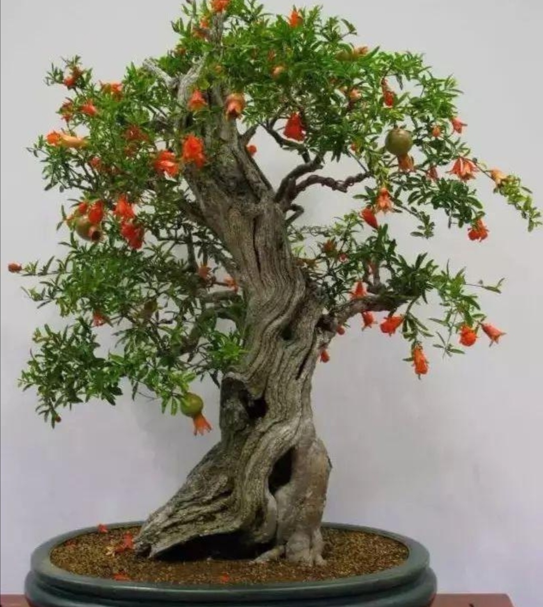 养石榴盆景春季要做哪些管理才能让树形美观