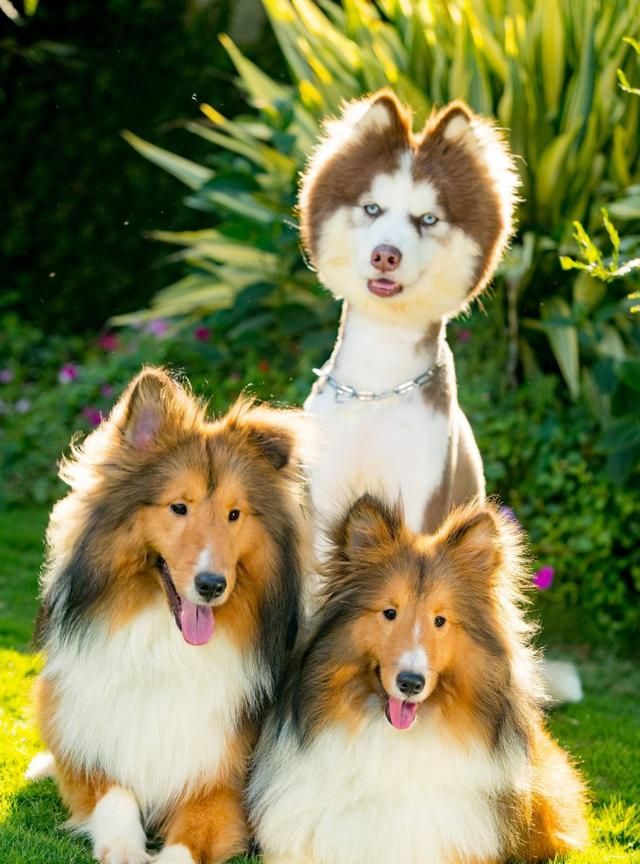 被玩坏了雪橇三傻阿拉斯加犬秒变羊驼