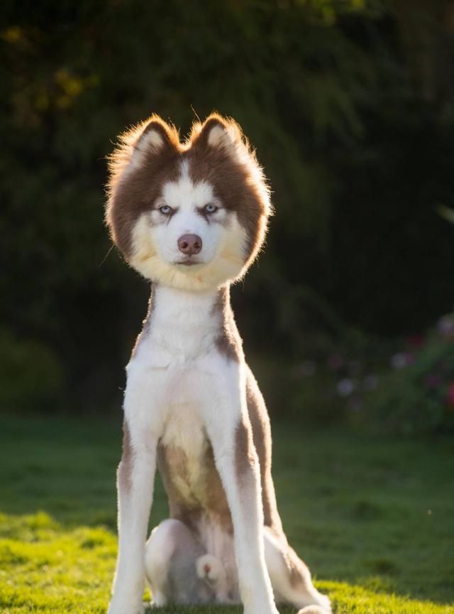 被玩坏了雪橇三傻阿拉斯加犬秒变羊驼