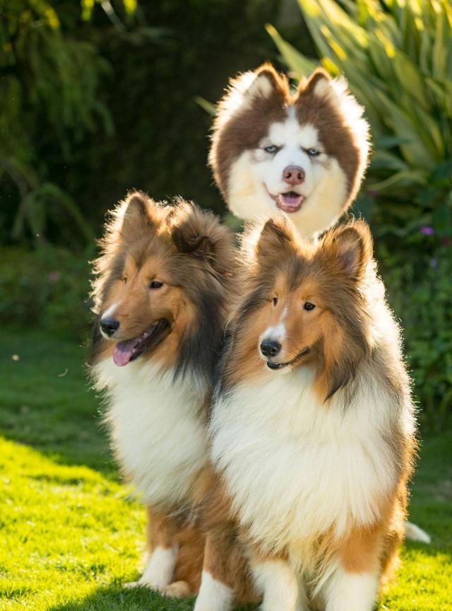 被玩坏了雪橇三傻阿拉斯加犬秒变羊驼