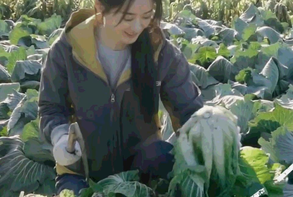 赵丽颖去田里干农活离婚后的状态成功抢镜是否受影响一目了然