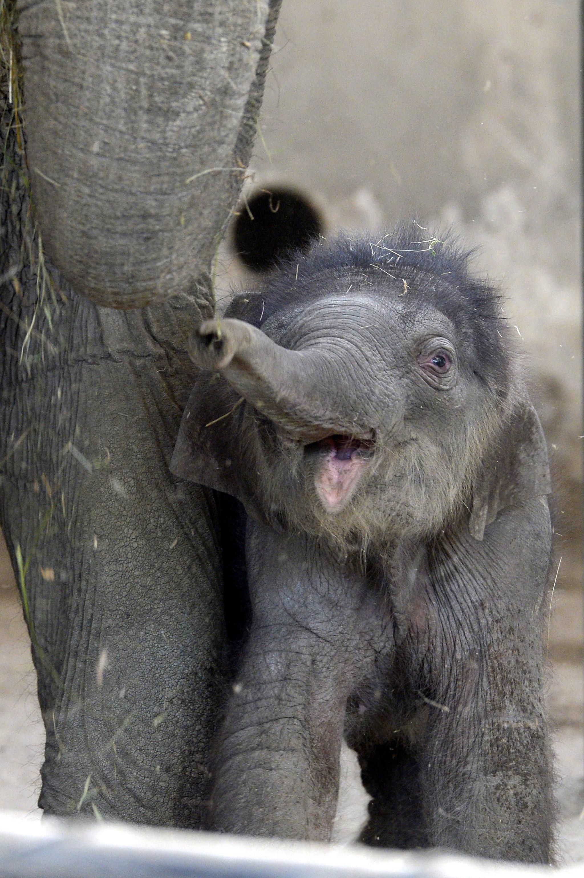 布达佩斯动植物园的亚洲象宝宝