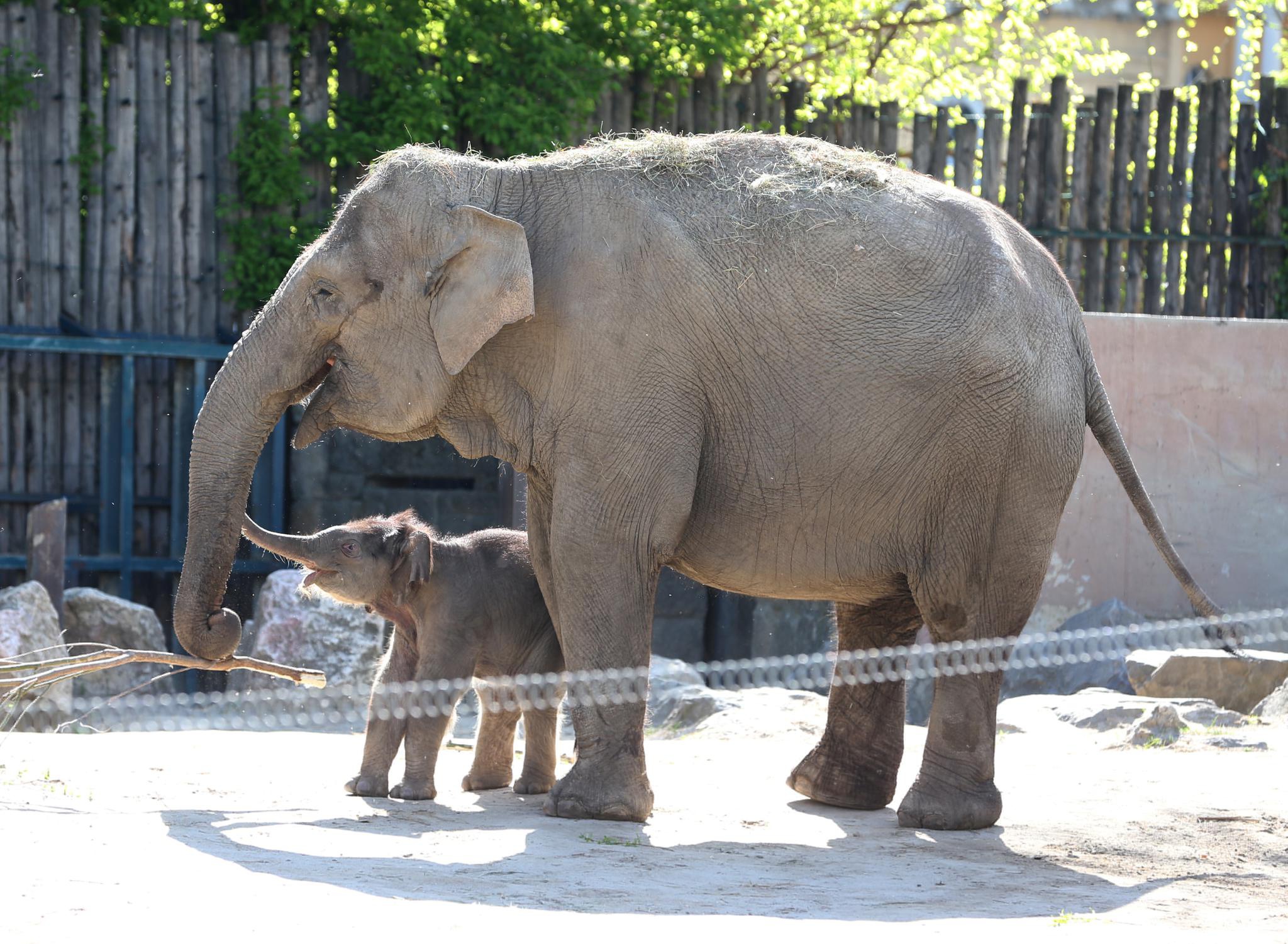 布达佩斯动植物园的亚洲象宝宝