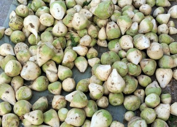 教你腌荠菜疙瘩腌制好了易保存味道特别香