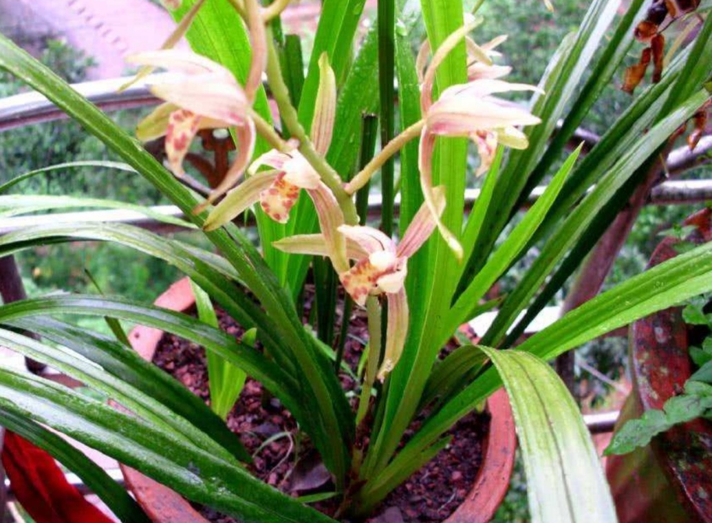 家庭养兰花就怕4种错误养护难怪总是养不好