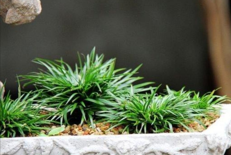 3种普通的小草也能养成美观小盆景精致小巧生机盎然