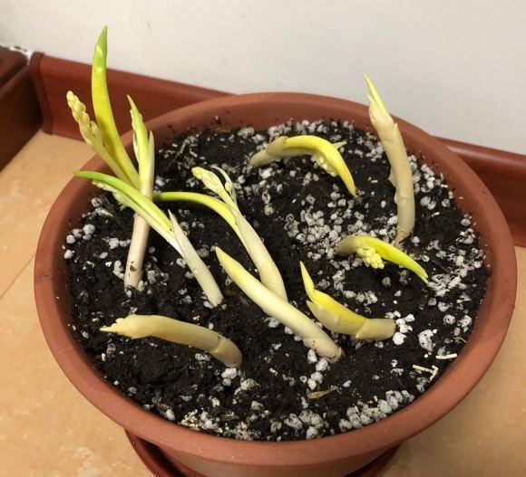 铃兰花怎么养先选对花苗泥炭土栽种开花的几率会更高