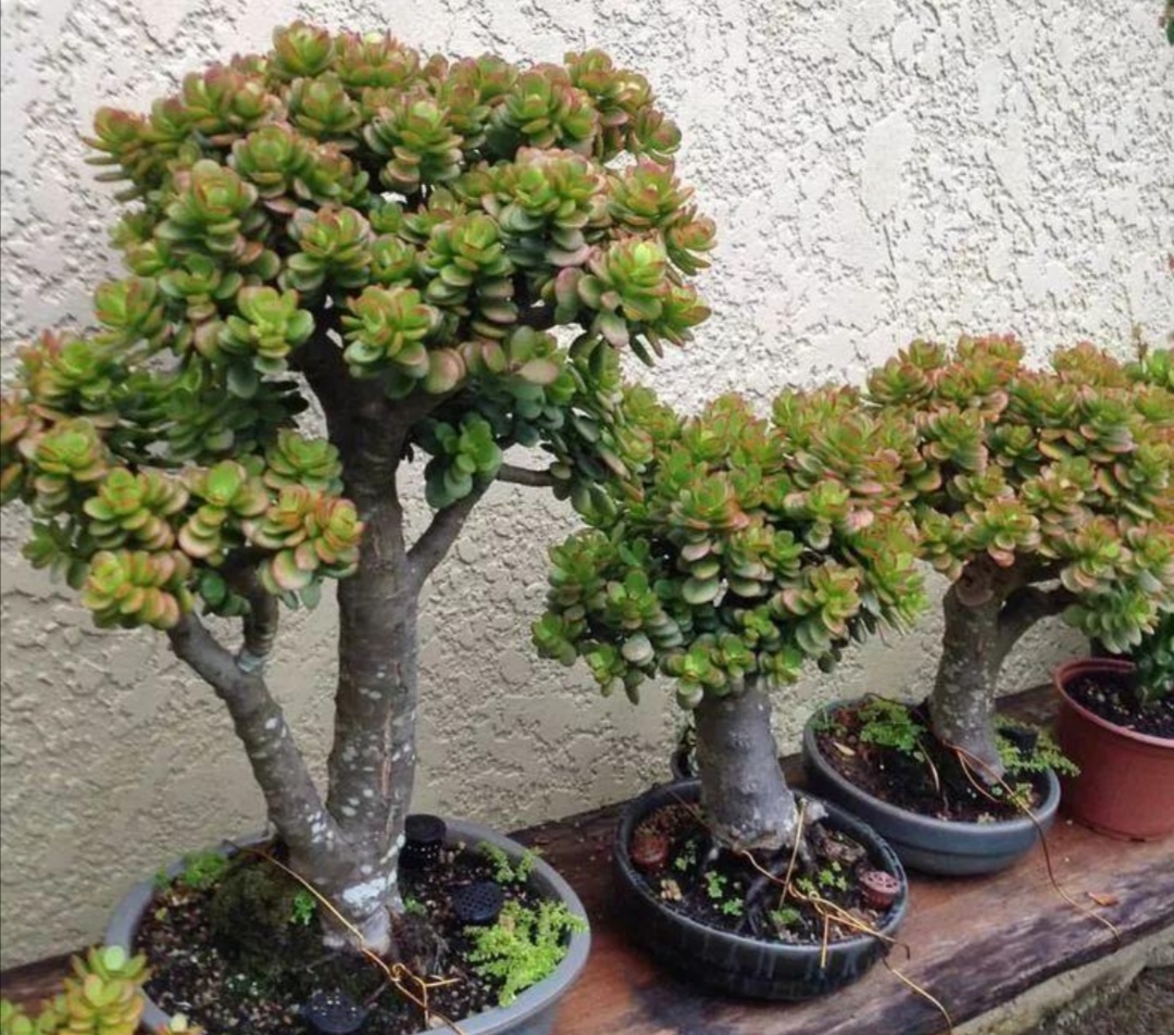 玉树老桩盆景图片(玉树老桩盆景图片欣赏)