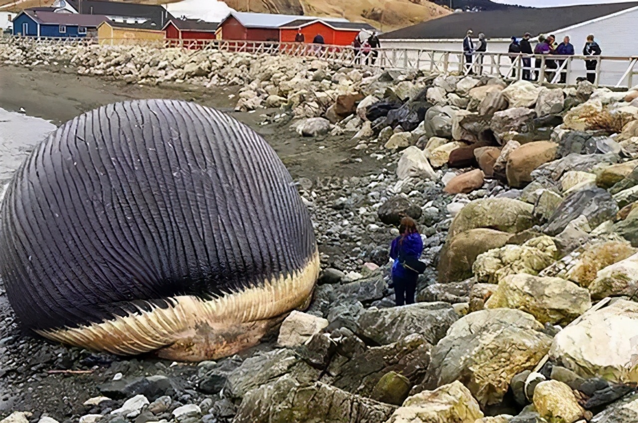 鲸爆大自然的炸弹世界上最臭的生化武器