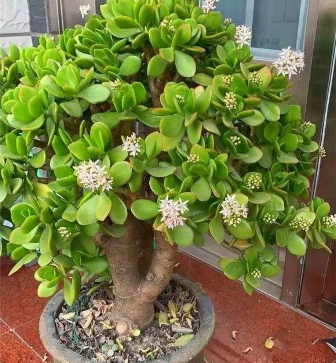 玉树盆景造型图(养玉树的十大忌讳)