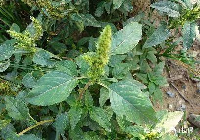 农村一种常见野菜老农说可以补血城里人抢着要供不应求