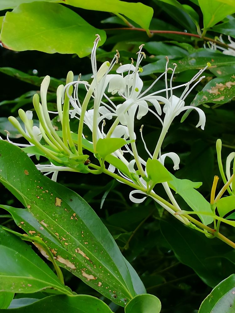 这4种植物可以烹制为花茶看看都有谁