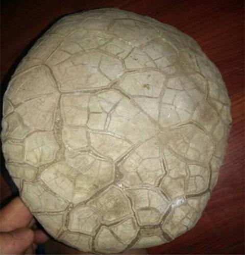 男子仔细的查看了下,这布满裂纹的石头很像龟壳,而且材质极硬,男子便