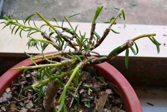 园艺高阶玩家这么将太阳花嫁接到玉树上简单又漂亮