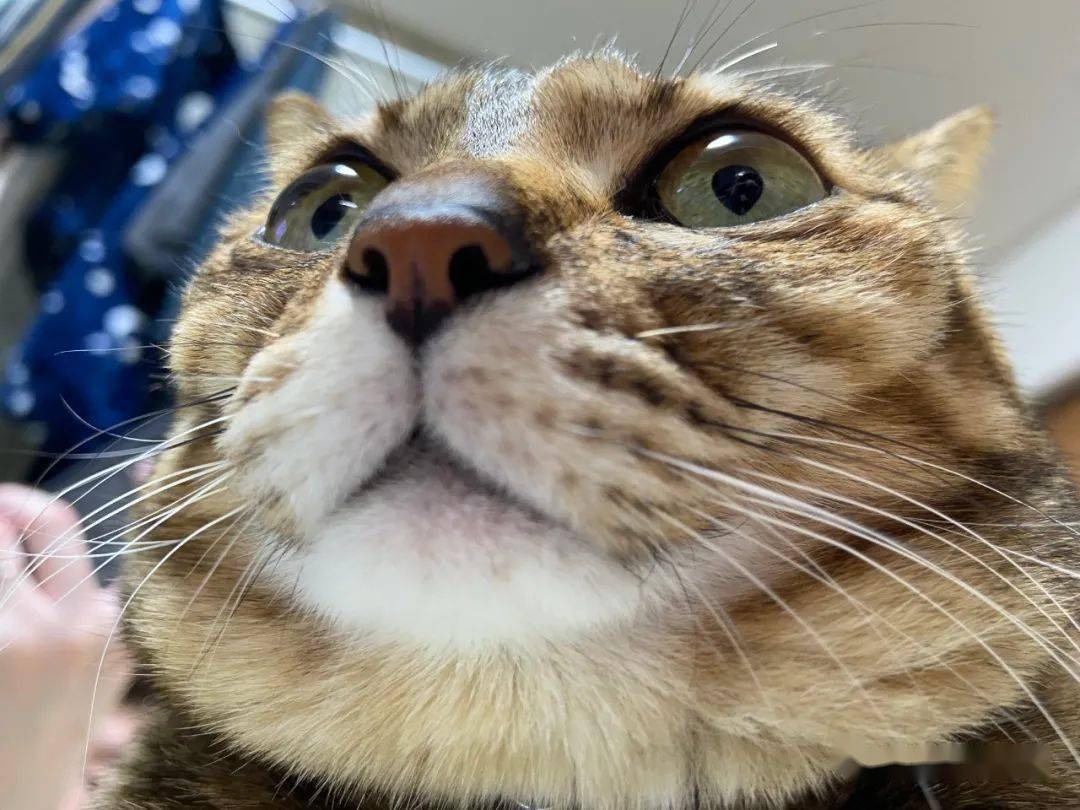 嘲讽力满分拽脸主子歪嘴坏笑挑衅猫奴还不是要给我铲屎