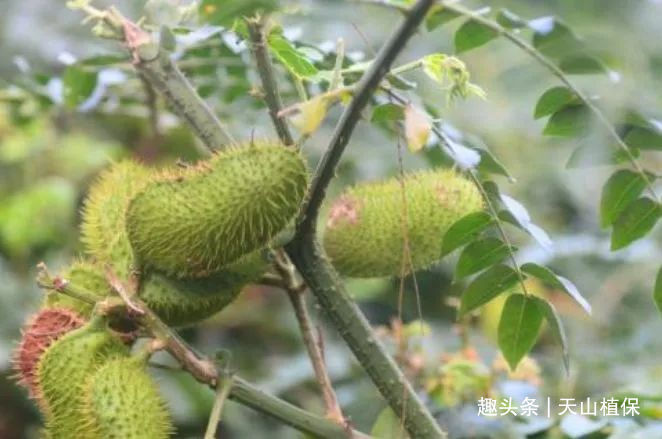 名字叫做南蛇簕,它被誉为"天然的抗病毒剂",说到