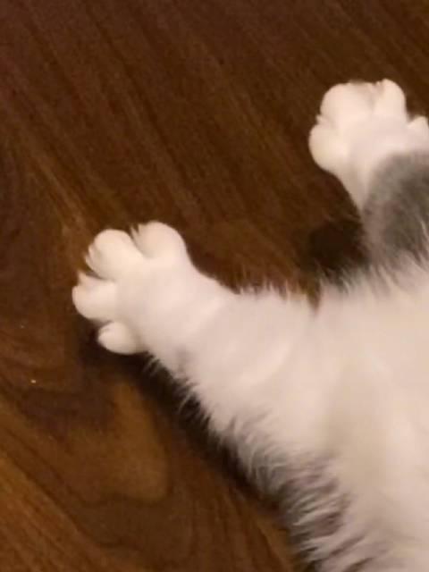 猛男必看!小猫咪jiojio开花 好可爱好可爱好可爱!!!!_手机新浪网