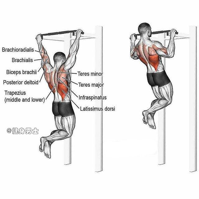 下面是一套常规的背部训练动作图解