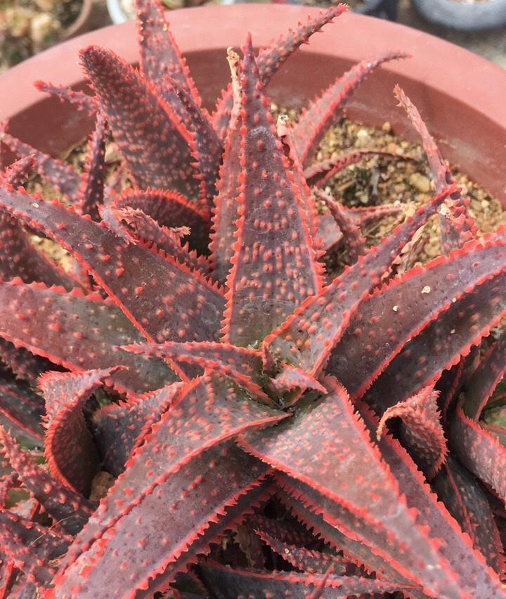 微博搜索 微博搜索