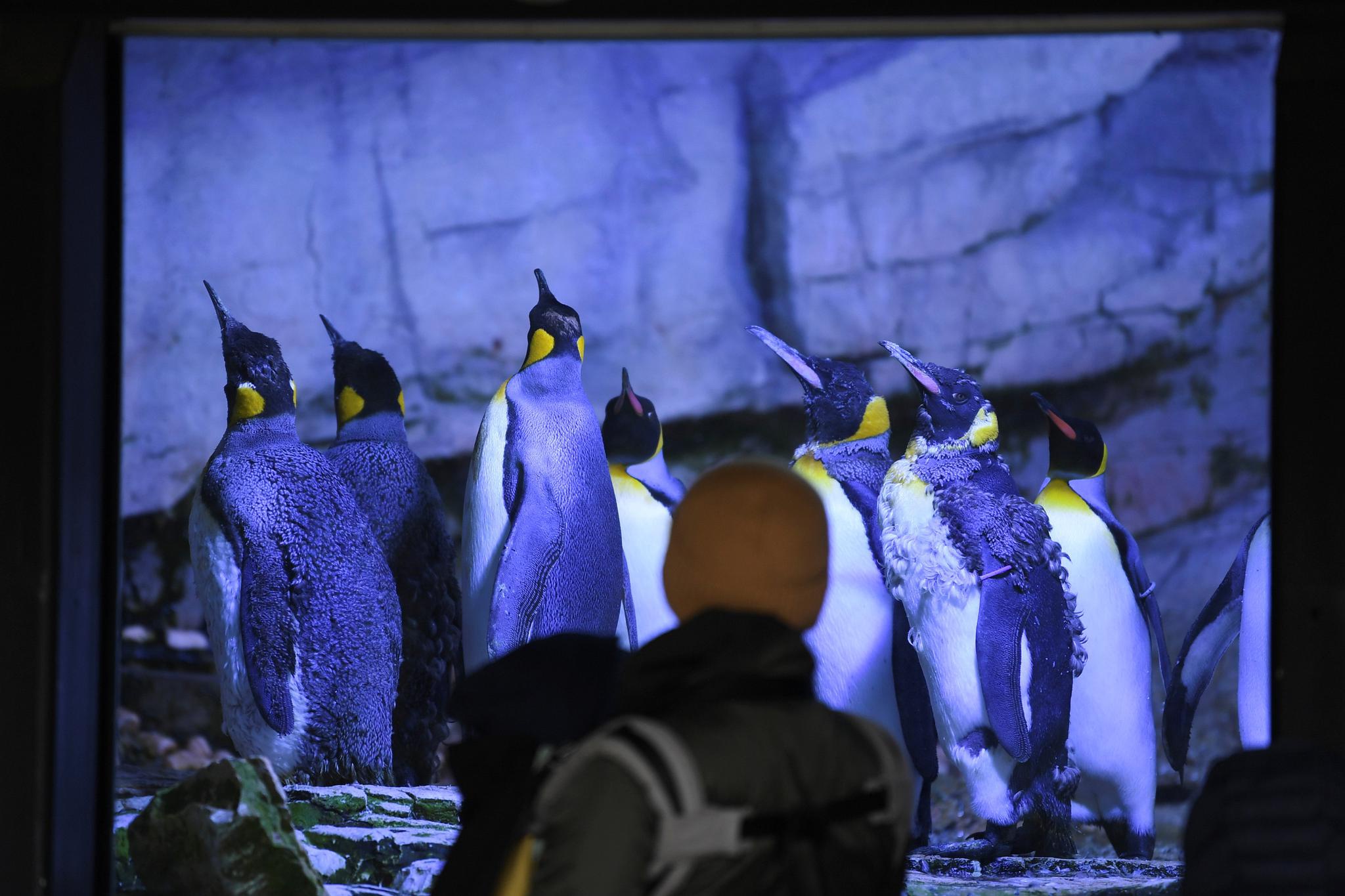 慕尼黑赫拉布鲁恩动物园重开