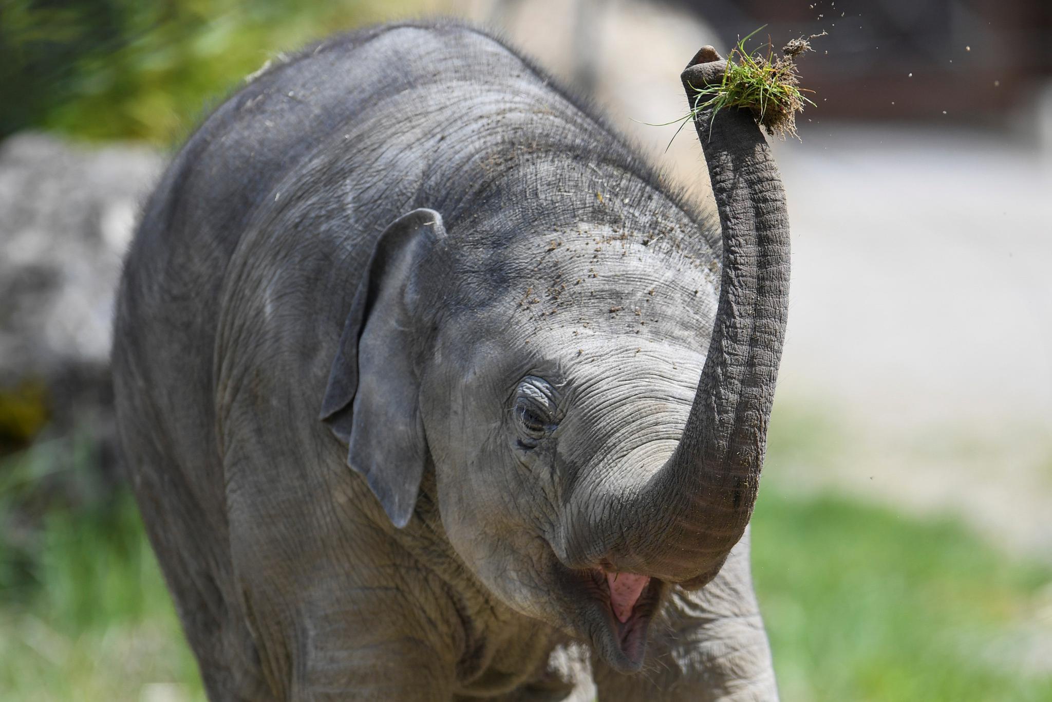慕尼黑赫拉布鲁恩动物园重开