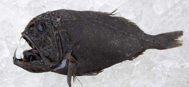 绝佳的繁殖策略,把"软饭"吃到极致,最终变成配偶的一部分|鮟鱇鱼|雌鱼