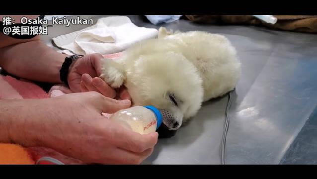 一定要看!大阪海游馆刚出生的小海豹太可爱了!