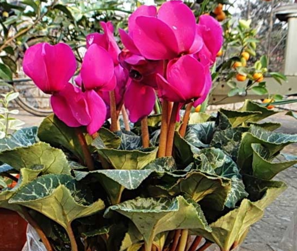 仙客来叶子黄了不要扔夏天这么去管理冬天还能复花