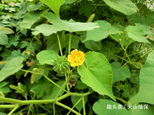 农村这种草并不是苘麻价值真的好珍贵如今市场卖到20左右