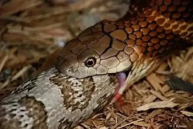 蛇的十大天敌 最后一名连平头哥见了都得退步三分|平头|獴|蛇雕_新浪