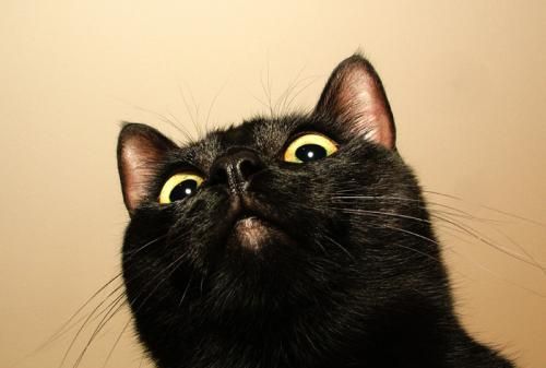 养黑猫会带来厄运吗?黑猫真的是邪物吗?