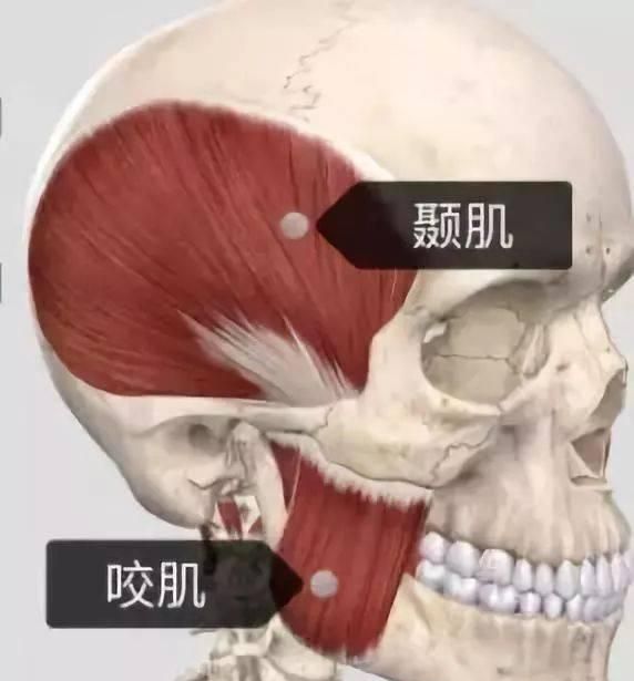 如何不打瘦脸针也能获得瓜子脸教你自我放松咬肌方法