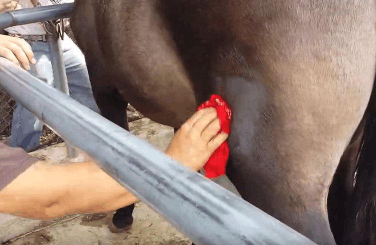 男子实验用液氮冷冻烙印给马烙上标志效果会是什么样的呢