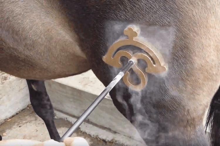 男子实验用液氮冷冻烙印给马烙上标志效果会是什么样的呢