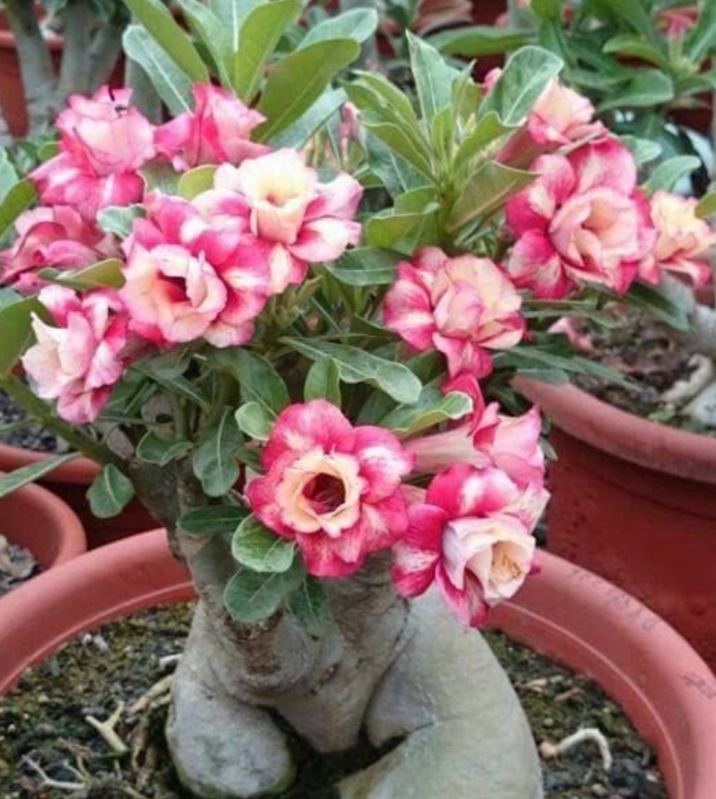 沙漠玫瑰又叫天宝花,听它的名字就知道这是一种沙漠地带的植物,具有很