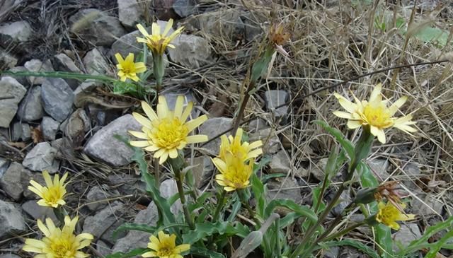 农村这种叫鸦葱的植物不但味道不错而且还有清热的功效