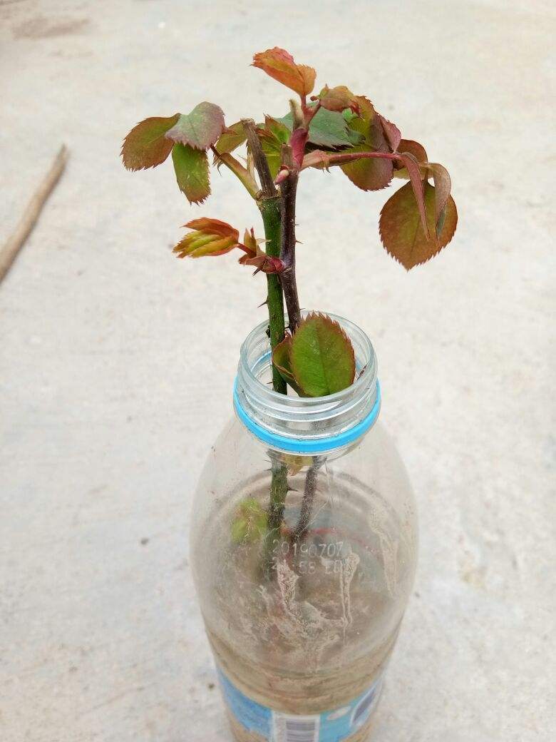 月季|水培|枝条_新浪新闻