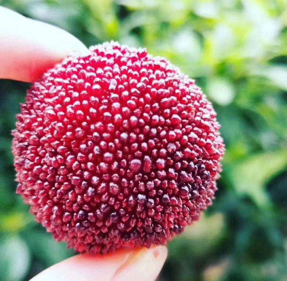 看完杨梅的颜色,我们还要注意观察一下杨梅的外表.