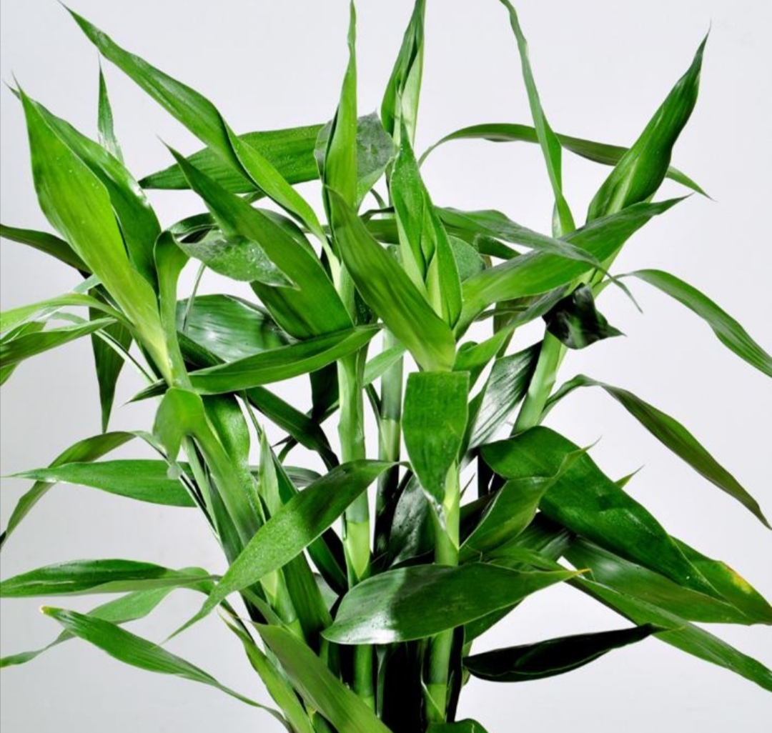 水培富贵竹冬天容易冻伤要做好这几方面的养护