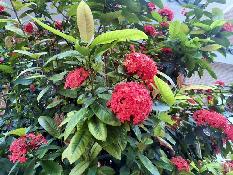 红红火火的龙船花日常养护学一学很容易